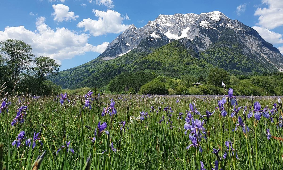 "Kleine Welt - ganz groß. Das Geheimnis der Wiese" (2022)